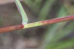 Pitted beardgrass